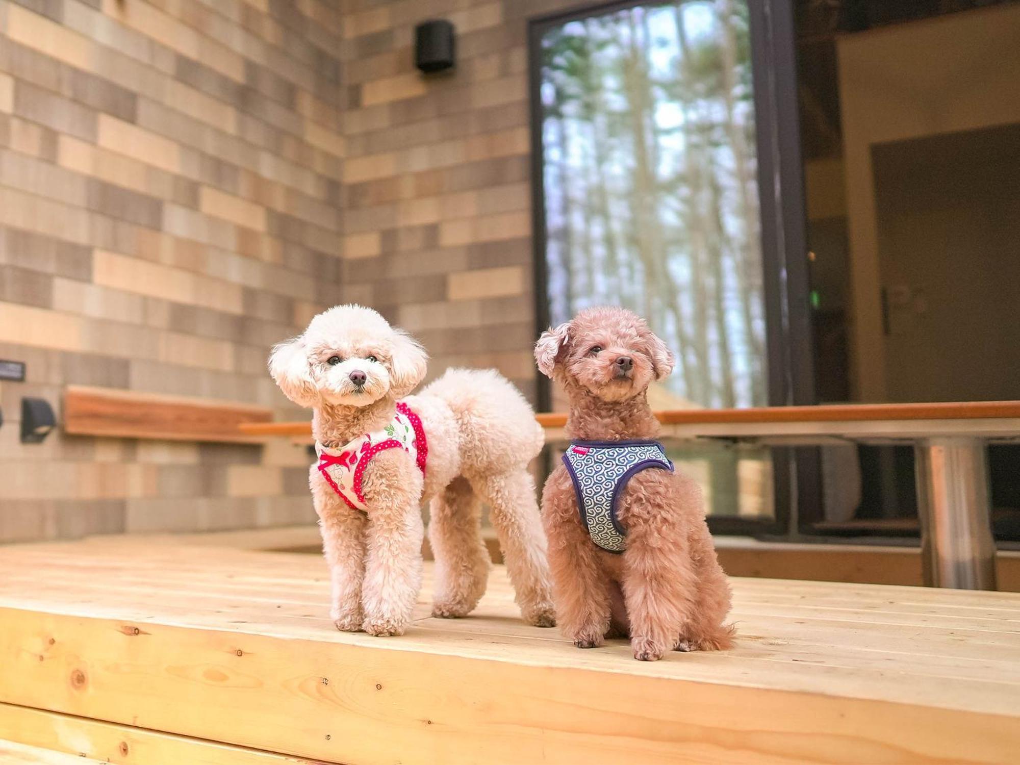 Rakuten Stay Villa Fujikawaguchiko Forest Kültér fotó